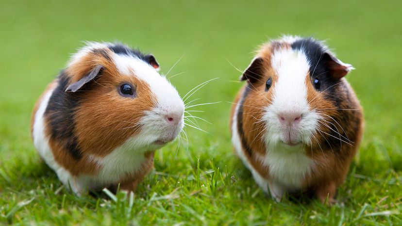 pair of guinea pigs