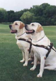 导盲犬使视力受损的人能够在极其复杂的环境中行走。这些狗比你想象的还要聪明。了解成为导盲犬需要什么。