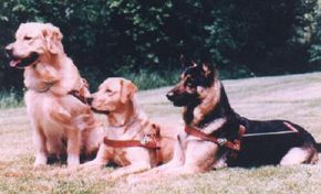 Guide dogs are typically golden retrievers, Labrador retrievers or German shepherds.