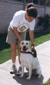 A guide dog instructor puts on a dog's harness