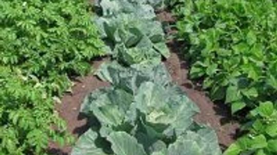 Controlling Vegetable Garden Pests