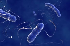 E. coli is a key constituent of your gut flora.