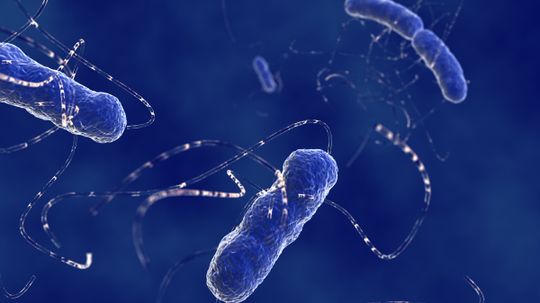 How long does it take gut flora to recover from antibiotics?