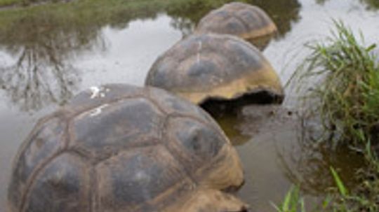 How the Galapagos Islands Work