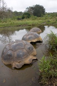 Giant tortoises rest in a pond in Puerto Ayora, Galapagos. The islands got their name from the massive animals.