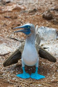 The blue-footed booby is so secure in its safety that it lays its eggs on the ground.