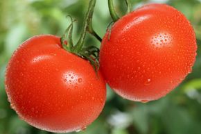 Fresh tomatoes can be used in so many recipes. What are you in the mood for? See pictures of international tomato recipes.