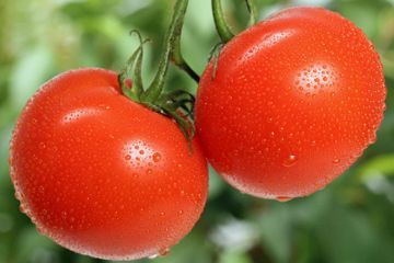 fresh tomatoes