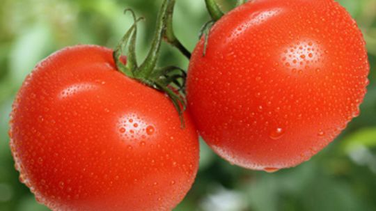 What should you do with tomatoes from your garden?