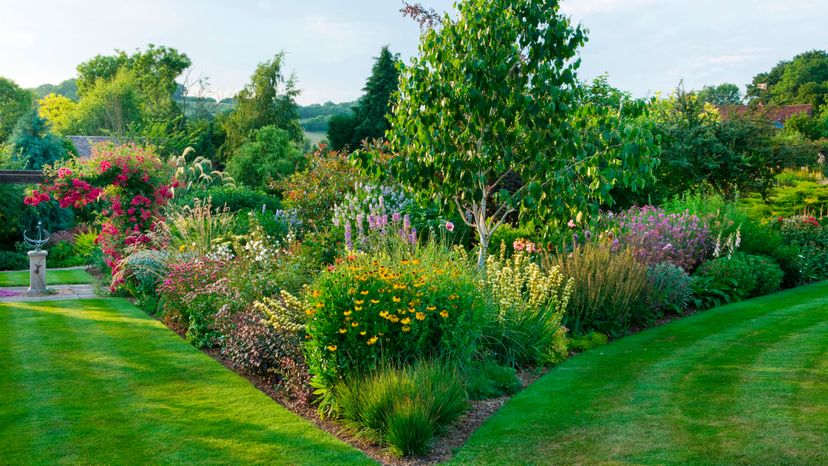 awn junction with border of herbaceous planting with betula jacquemontii