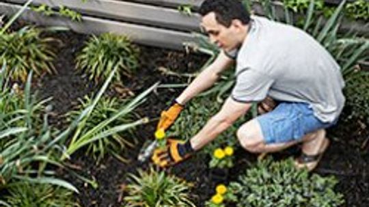 Gardening for Beginners: Tips for First-Timers
