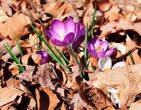 Crocus bulbs will flower after they haveestablished their root system.