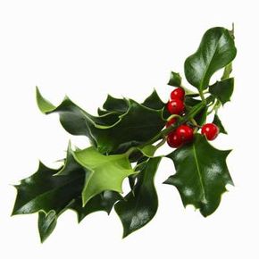 Only female holly produces berries.