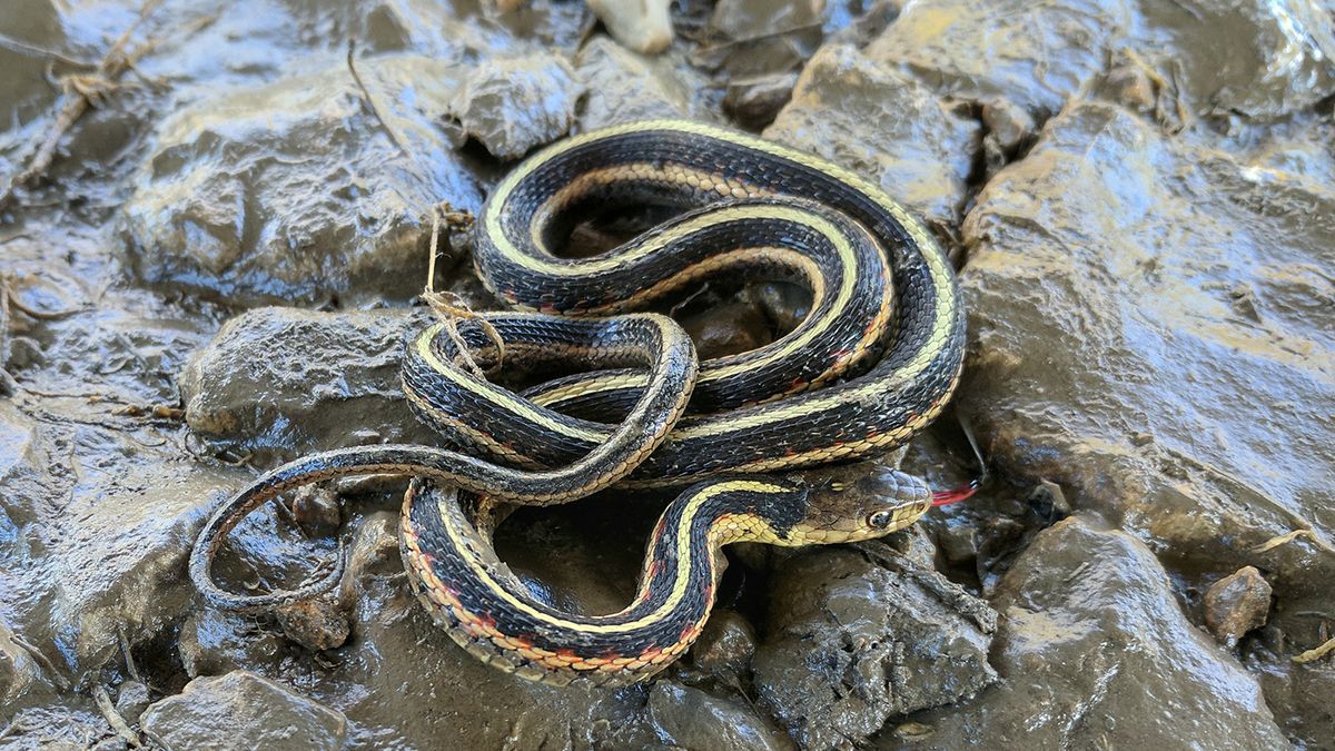 Garter Snakes Can Be Surprise Guests