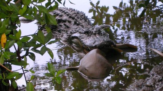 Jaws and Claws: Alligators Eat Small Sharks More Often Than We Thought