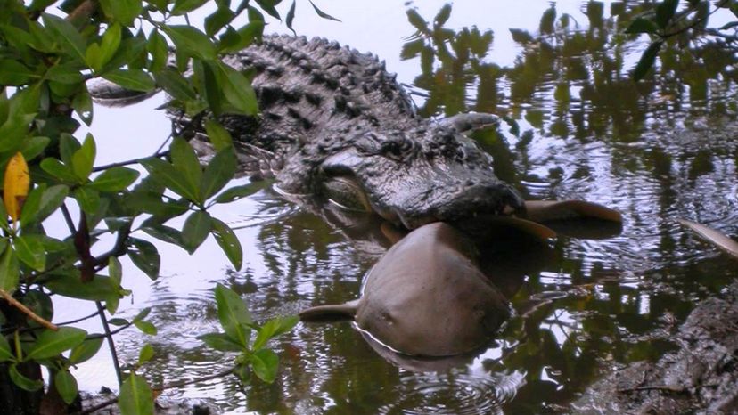 Alligator Snapping Turtles Lure Prey With Wriggling Worm-like