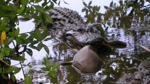 gator eating shark