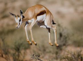 Arrogant antics? Some think stotting is a way for gazelles to taunt their pursuers. See more pictures of African animals.