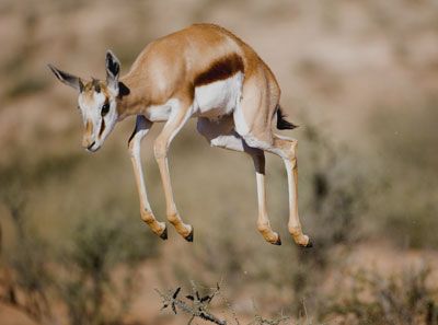stotting gazelle