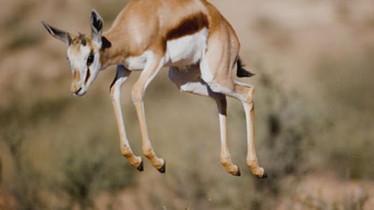 How do gazelles use body language?