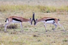 gazelles fighting