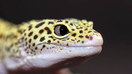 5 Reasons Geckos Are the Coolest Lizards