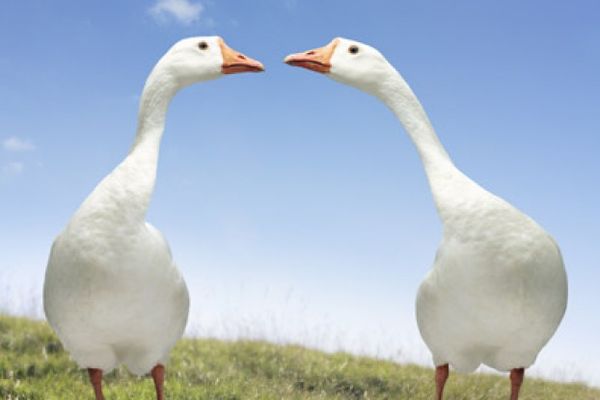 geese pair