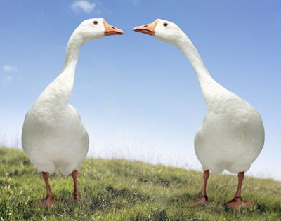 geese pair