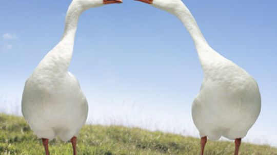 Why do geese mate for life?