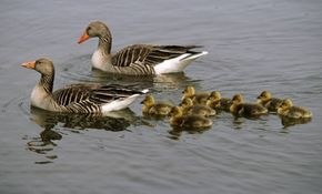 family of geese