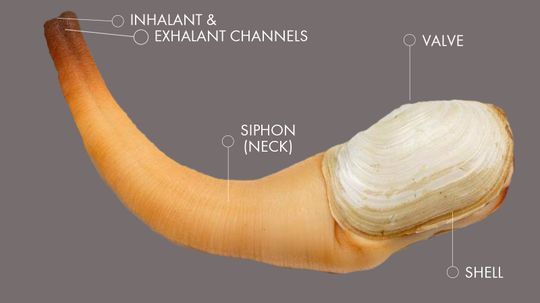 The Geoduck Is The World's Most NSFW Mollusk