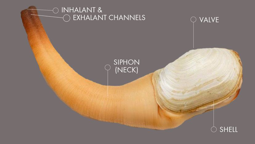 geoduck“width=