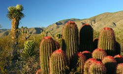 Chihuahuan Desert, Tamaulipas, Mexico.