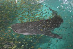 一条鲸鲨和一群金色的鲹鱼一起游泳。在水族馆的后台参观让游客有机会从上面看到鲨鱼。＂border=