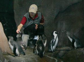 Aquarium staff feed African black-footed penguins. Several beads around the penguins' wings identify them. Males have a blue bead closest to their chest, and females have a pink bead.