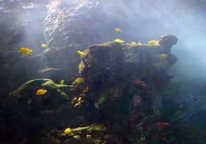 A large coral reef in the Tropical Diver gallery. Much of this coral, specially grown off the coast of Fiji, is alive.