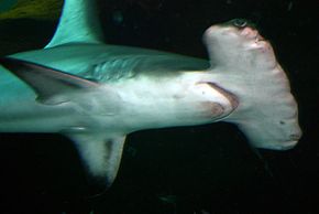A great hammerhead shark in the Ocean Voyager tank. Even though sharks are predators, they don't typically feed on other animals in their tank as long as they are well fed.