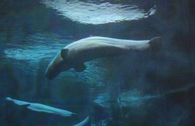 [b]A beluga whale in the 800,000 gallon whale habitat. Beluga whales live exclusively in arctic and sub-arctic waters, so the water in their tank is always 55° F/13° c. 