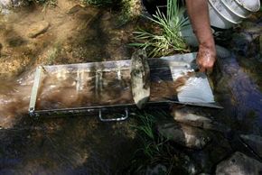 A California man filters dirt through a sluice (a tool with barriers along the bottom that trap heavy gold) while panning at Gold Prospecting Adventures in May 2008.