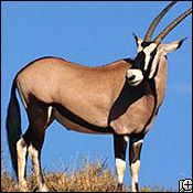 gemsbok