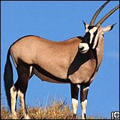 gemsbok