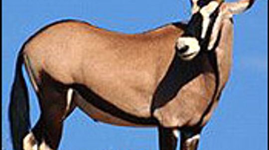 Gemsbok