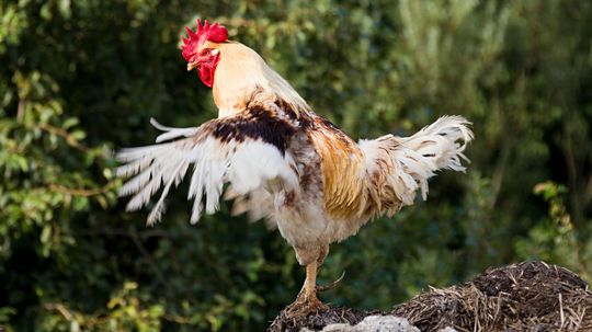 What the Cluck? How a Hen Turned Into a Rooster