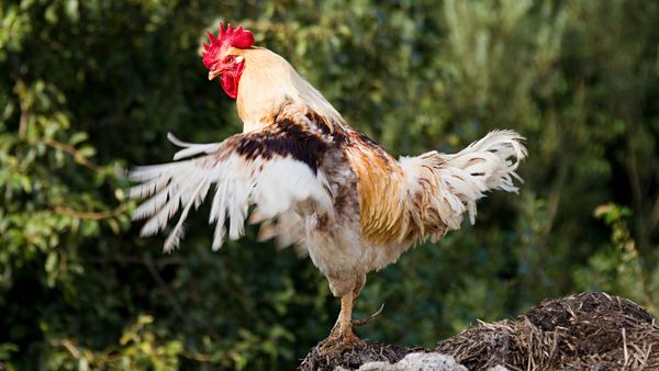 Giant Chicken #Shorts, Biggest Chicken In the World