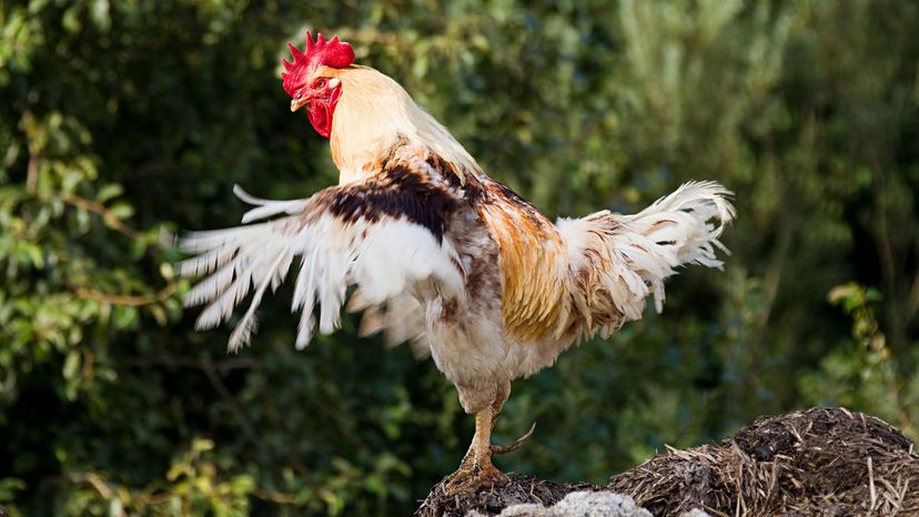 Sex-Change Chicken: Gertie the Hen Becomes Bertie the Cockerel