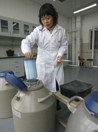 A researcher cryogenically stores panda semen at the Chengdu Research Base of Giant Panda Breeding.