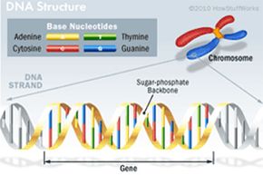 DNA structure