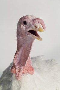 Broad-breasted white turkeys are bred for their white meat and fast growth.