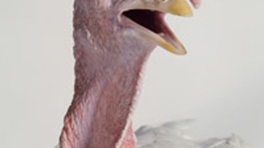 Why are turkeys genetically modified?