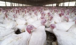 Factory farm turkeys in Plainville, N.Y.